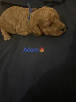 Acorn, a male Poodle - Miniature  and Miniature Goldendoodle for sale in Charlotte, NC – 4 of 4