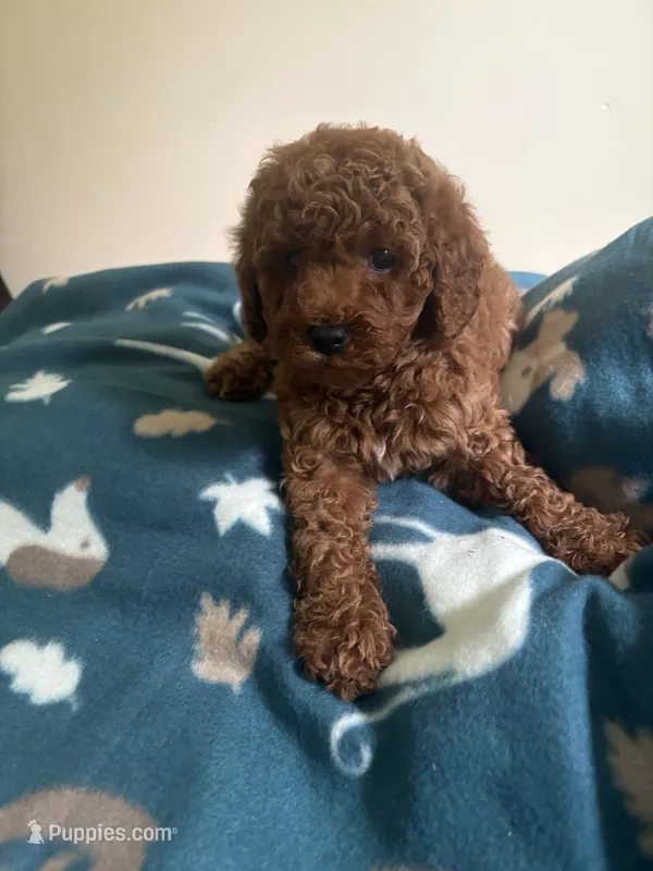 Hazel – Poodle - Toy , Miniature Goldendoodle puppy for sale in Charlotte, NC