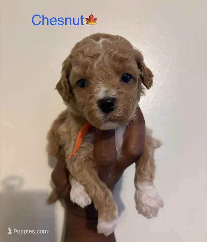 Chesnut – Poodle - Toy , Miniature Goldendoodle puppy for sale in Charlotte, NC