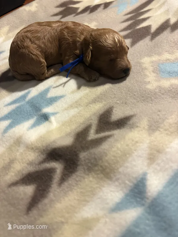 Acorn – Poodle - Toy , Miniature Goldendoodle puppy for sale in Charlotte, NC