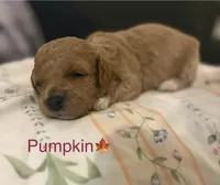 Pumpkin, a female Poodle - Toy  and Miniature Goldendoodle for sale in Charlotte, NC – 4 of 7