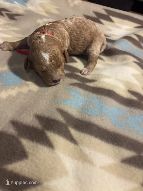 Cedar – Poodle - Toy , Miniature Goldendoodle puppy for sale in Charlotte, NC