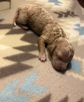 Cedar, a male Poodle - Toy  and Miniature Goldendoodle for sale in Charlotte, NC – 4 of 5