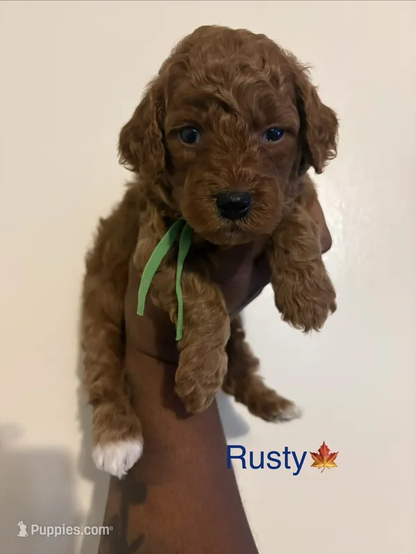 Rusty – Poodle - Toy , Miniature Goldendoodle puppy for sale in Charlotte, NC