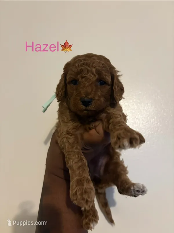 Hazel – Poodle - Toy , Miniature Goldendoodle puppy for sale in Charlotte, NC