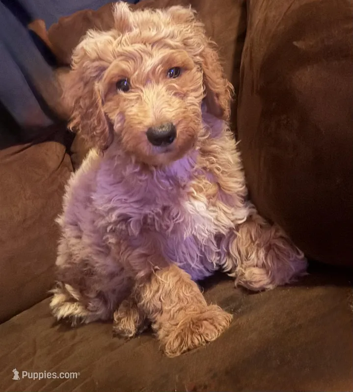 Bentley – Miniature Goldendoodle puppy for sale in Spartanburg, SC
