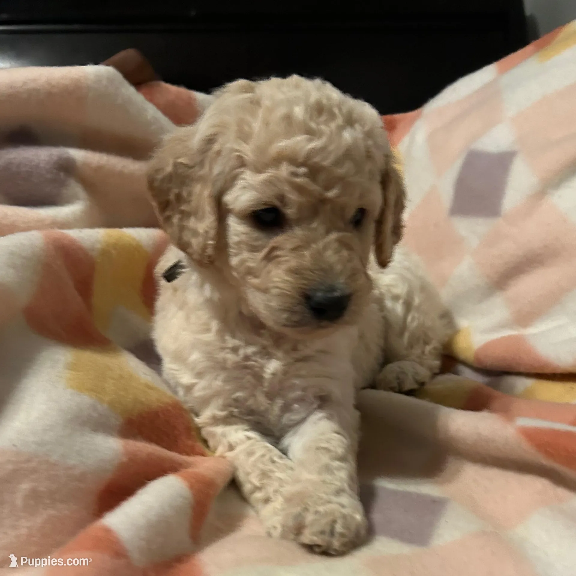 Sugar – Goldendoodle puppy for sale in Spartanburg, SC