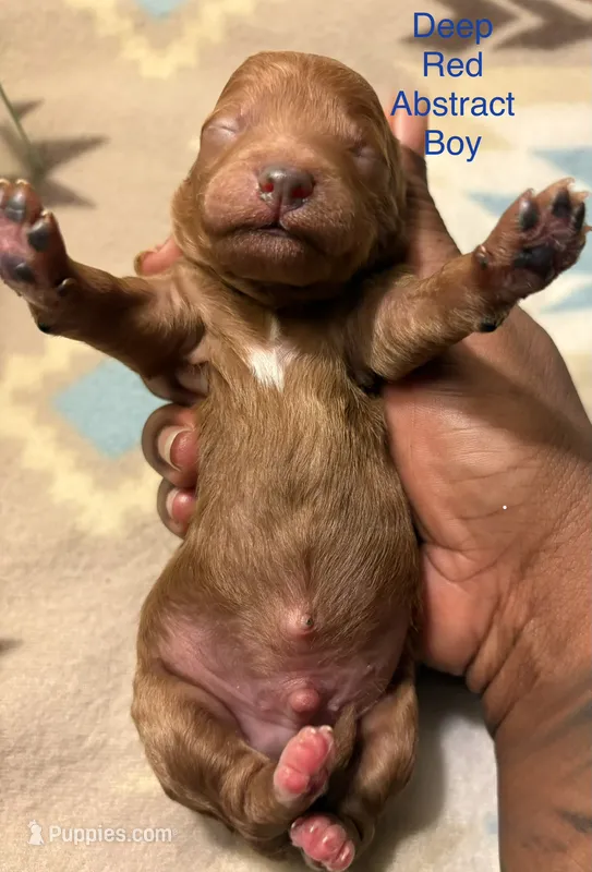 Rusty – Poodle - Toy , Miniature Goldendoodle puppy for sale in Charlotte, NC