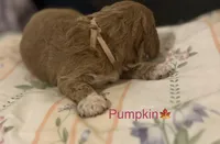 Pumpkin, a female Poodle - Toy  and Miniature Goldendoodle for sale in Charlotte, NC – 6 of 7