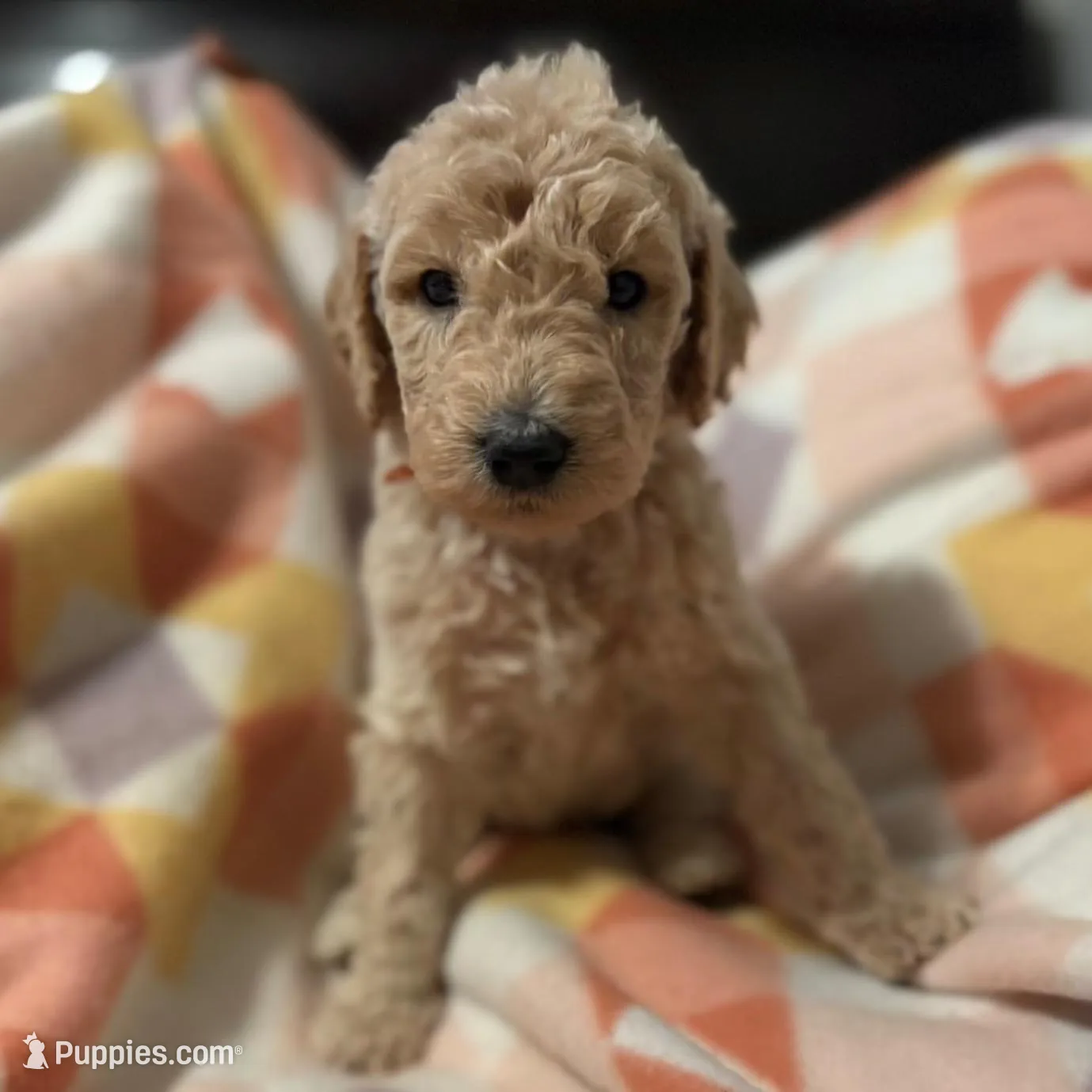 Arrow – Goldendoodle puppy for sale in Spartanburg, SC