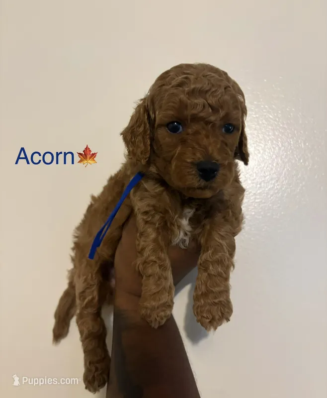 Acorn – Poodle - Toy , Miniature Goldendoodle puppy for sale in Charlotte, NC
