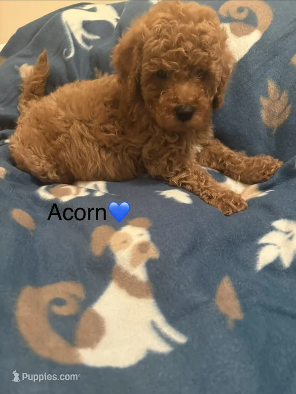 Acorn – Poodle - Toy , Miniature Goldendoodle puppy for sale in Charlotte, NC