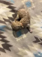 Chesnut, a male Poodle - Toy  and Miniature Goldendoodle for sale in Charlotte, NC – 3 of 3