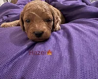 Hazel, a female Poodle - Toy  and Miniature Goldendoodle for sale in Charlotte, NC – 4 of 7