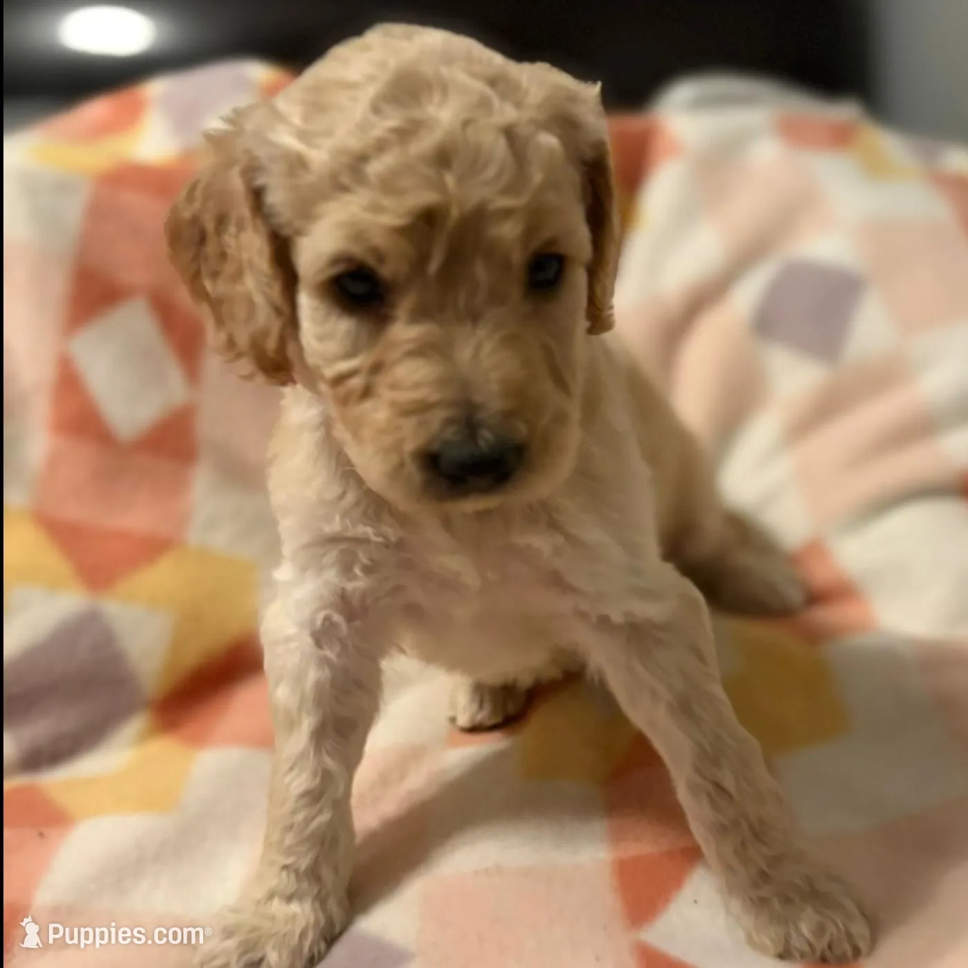 Cuddles – Goldendoodle puppy for sale in Spartanburg, SC