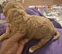 Hazel, a female Poodle - Toy  and Miniature Goldendoodle for sale in Charlotte, NC – 6 of 7