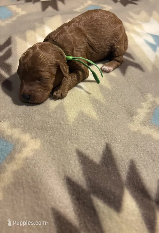 Rusty – Poodle - Toy , Miniature Goldendoodle puppy for sale in Charlotte, NC
