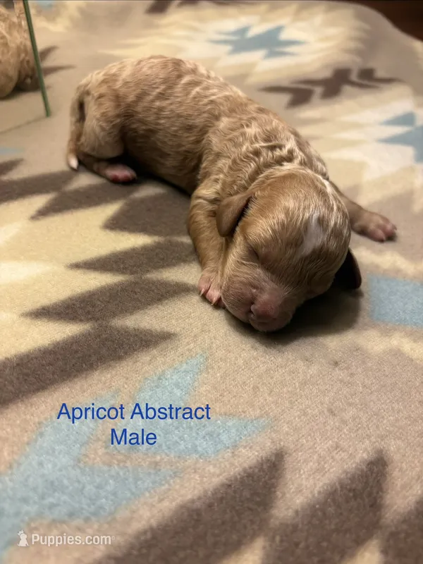 Cedar – Poodle - Toy , Miniature Goldendoodle puppy for sale in Charlotte, NC