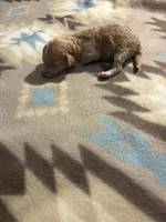 Chesnut, a male Poodle - Toy  and Miniature Goldendoodle for sale in Charlotte, NC – 2 of 3