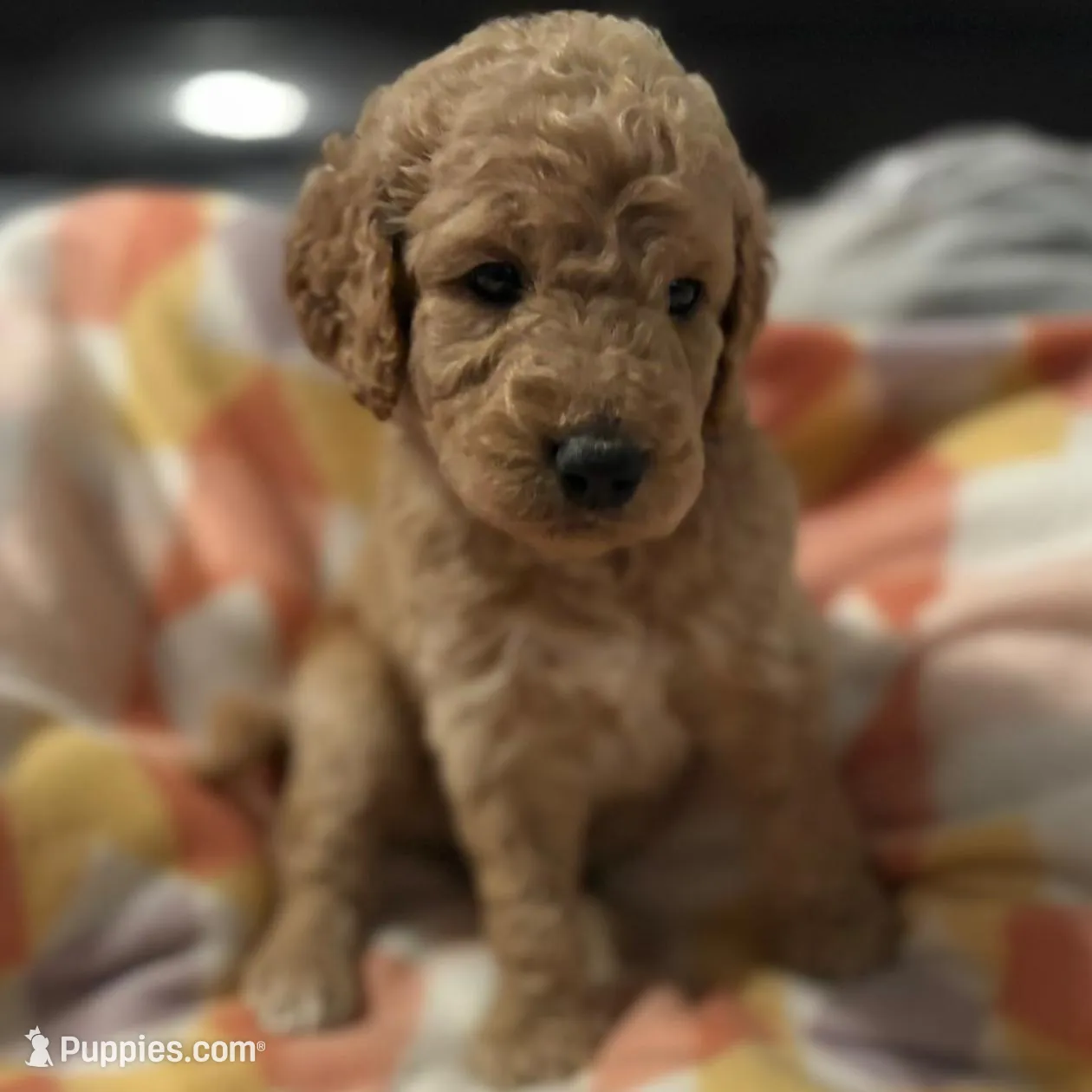 Romeo – Goldendoodle puppy for sale in Spartanburg, SC