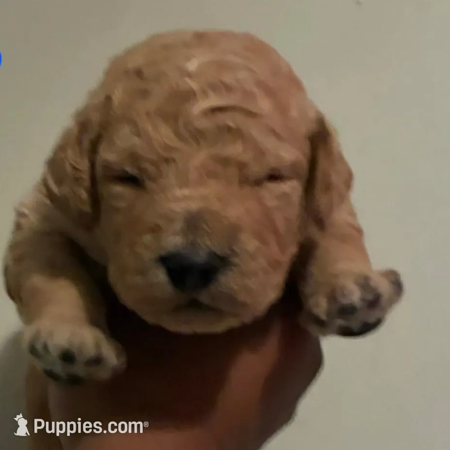 Romeo – Goldendoodle puppy for sale in Spartanburg, SC