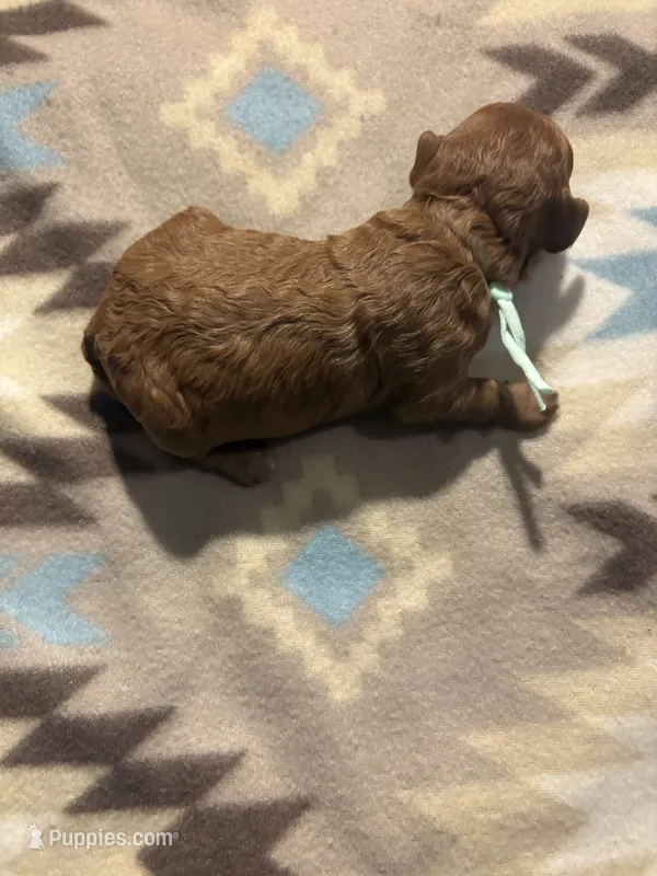 Hazel – Poodle - Toy , Miniature Goldendoodle puppy for sale in Charlotte, NC