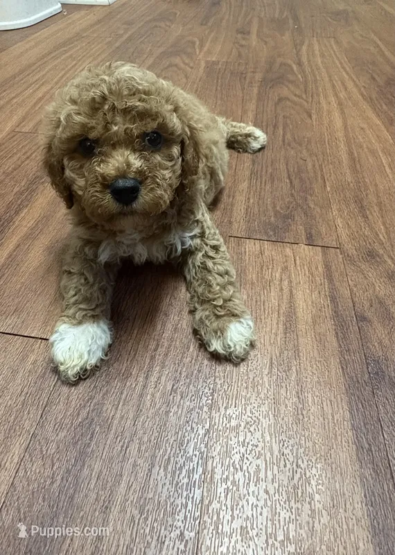 Pumpkin – Poodle - Toy , Miniature Goldendoodle puppy for sale in Charlotte, NC