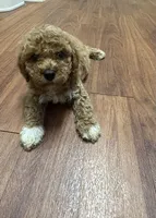 Pumpkin, a female Poodle - Toy  and Miniature Goldendoodle for sale in Charlotte, NC – 2 of 7