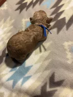 Acorn, a male Poodle - Toy  and Miniature Goldendoodle for sale in Charlotte, NC – 3 of 3