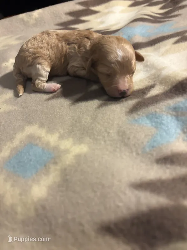 Chesnut – Poodle - Toy , Miniature Goldendoodle puppy for sale in Charlotte, NC