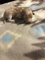 Chesnut, a male Poodle - Toy  and Miniature Goldendoodle for sale in Charlotte, NC – 1 of 3