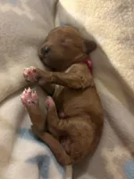 Maple, a female Poodle - Toy  and Miniature Goldendoodle for sale in Charlotte, NC – 3 of 3