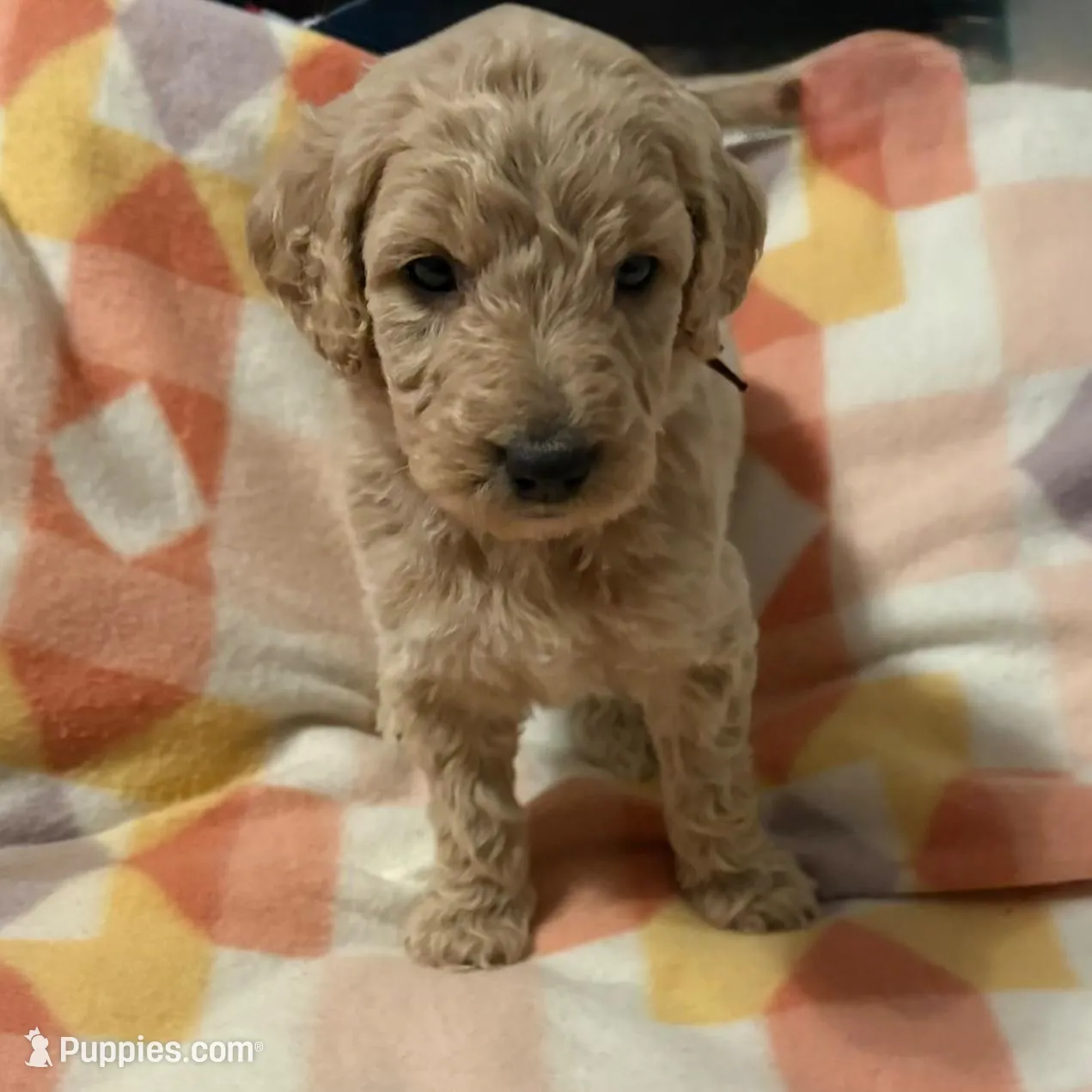 Sweets – Goldendoodle puppy for sale in Spartanburg, SC