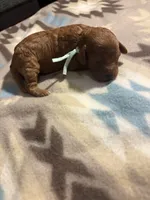 Hazel, a female Poodle - Toy  and Miniature Goldendoodle for sale in Charlotte, NC – 2 of 2