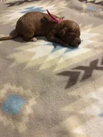 Maple, a female Poodle - Toy  and Miniature Goldendoodle for sale in Charlotte, NC – 2 of 3