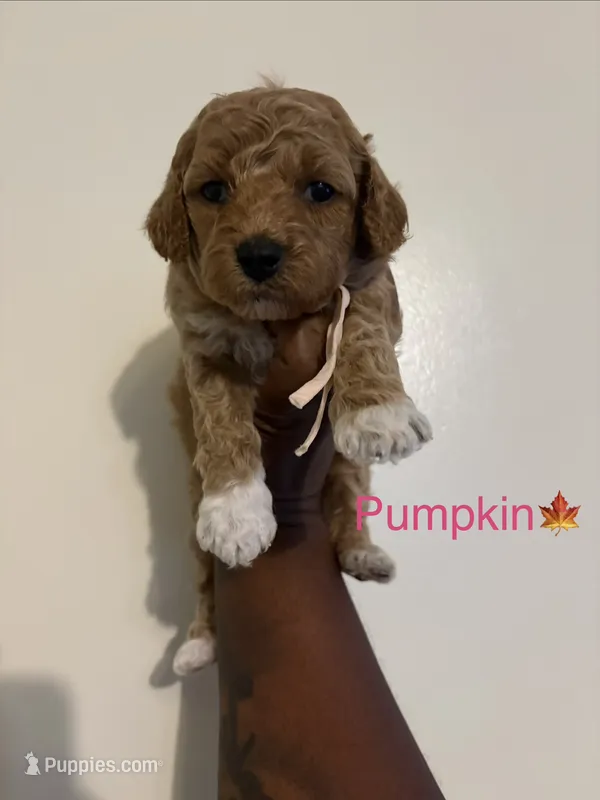 Pumpkin – Poodle - Toy , Miniature Goldendoodle puppy for sale in Charlotte, NC