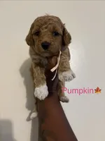 Pumpkin, a female Poodle - Toy  and Miniature Goldendoodle for sale in Charlotte, NC – 3 of 7