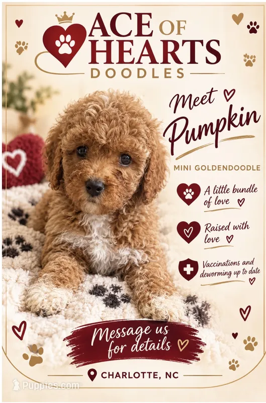 Pumpkin – Poodle - Toy , Miniature Goldendoodle puppy for sale in Charlotte, NC