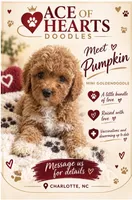 Pumpkin, a female Poodle - Toy  and Miniature Goldendoodle for sale in Charlotte, NC – 1 of 7