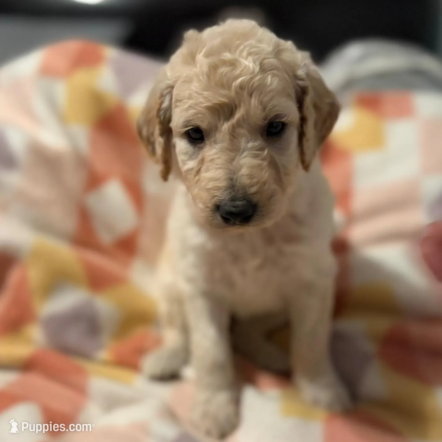 Lovey – Goldendoodle puppy for sale in Spartanburg, SC