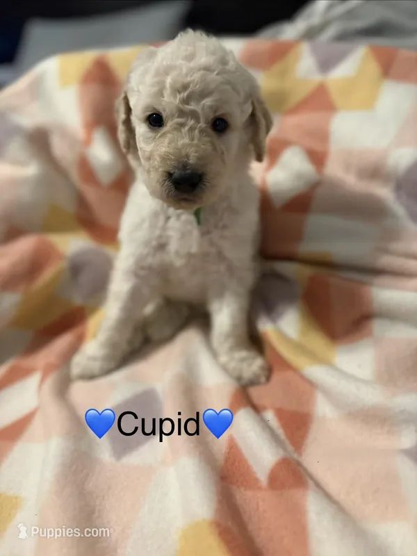 Cupid – Goldendoodle puppy for sale in Spartanburg, SC