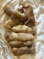 Micro/Mini Goldendoodle Baby Boy Bleu, a male Poodle - Toy  and Miniature Goldendoodle for sale in Charlotte, NC – 2 of 2