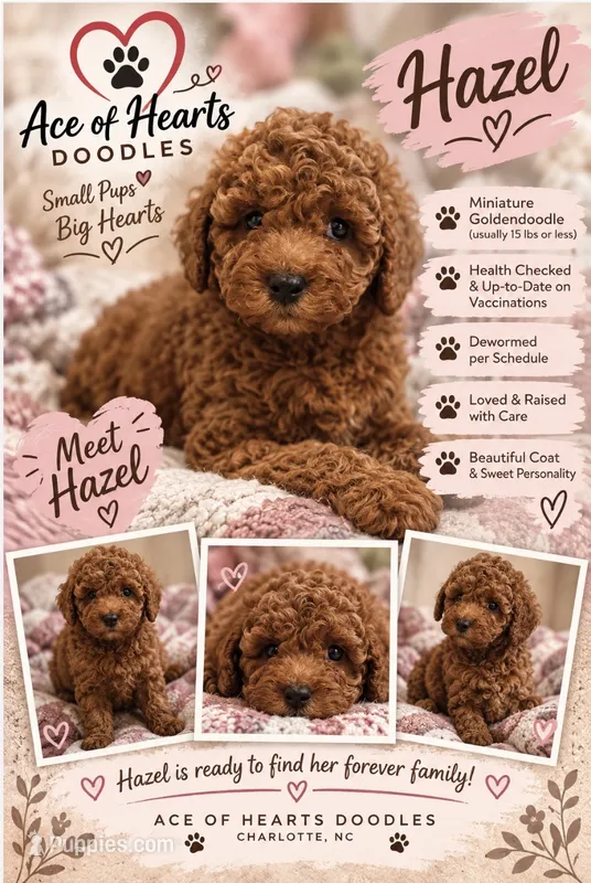 Hazel – Poodle - Toy , Miniature Goldendoodle puppy for sale in Charlotte, NC