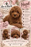 Hazel, a female Poodle - Toy  and Miniature Goldendoodle for sale in Charlotte, NC – 1 of 7