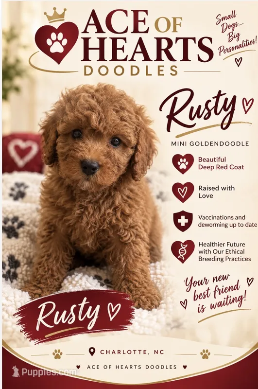Acorn – Poodle - Toy , Miniature Goldendoodle puppy for sale in Charlotte, NC