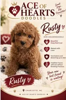 Acorn, a male Poodle - Toy  and Miniature Goldendoodle for sale in Charlotte, NC – 1 of 7