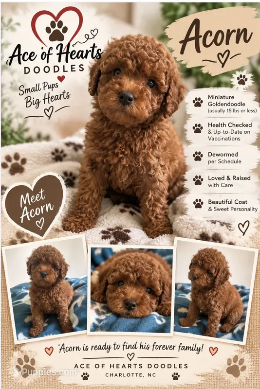 Acorn – Poodle - Miniature , Miniature Goldendoodle puppy for sale in Charlotte, NC