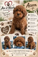 Acorn, a male Poodle - Miniature  and Miniature Goldendoodle for sale in Charlotte, NC – 1 of 4