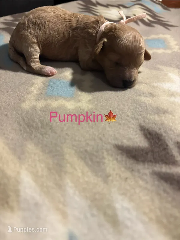 Pumpkin – Poodle - Toy , Miniature Goldendoodle puppy for sale in Charlotte, NC