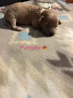 Pumpkin, a female Poodle - Toy  and Miniature Goldendoodle for sale in Charlotte, NC – 1 of 1